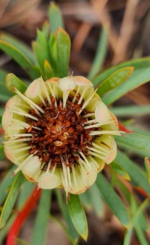 Protea scolymocephala floral heyday no longer